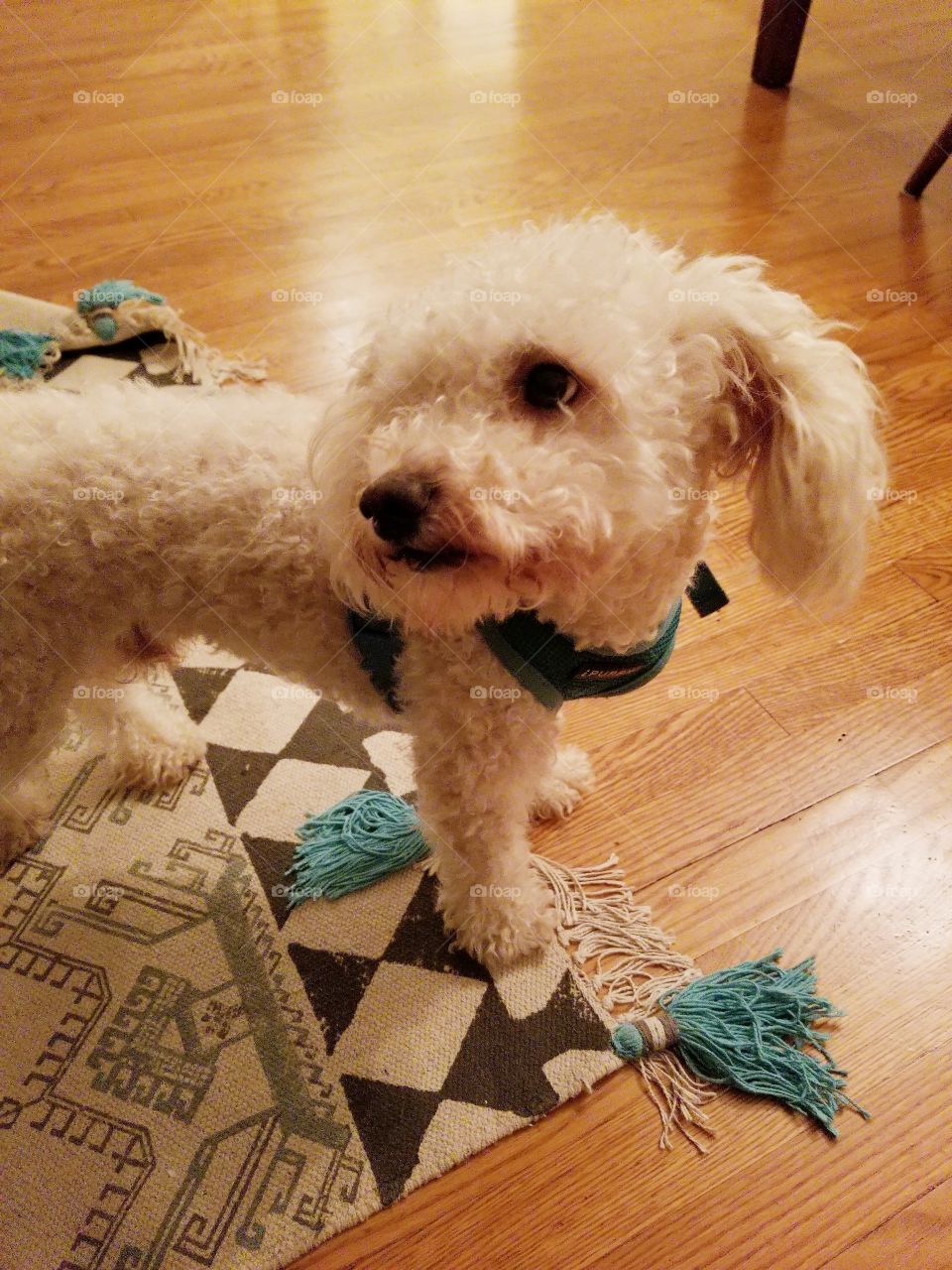 poodle on rug