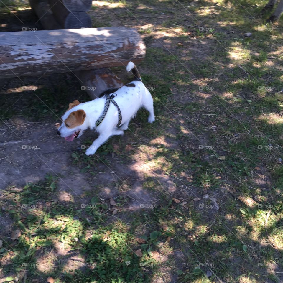 My dog in the park