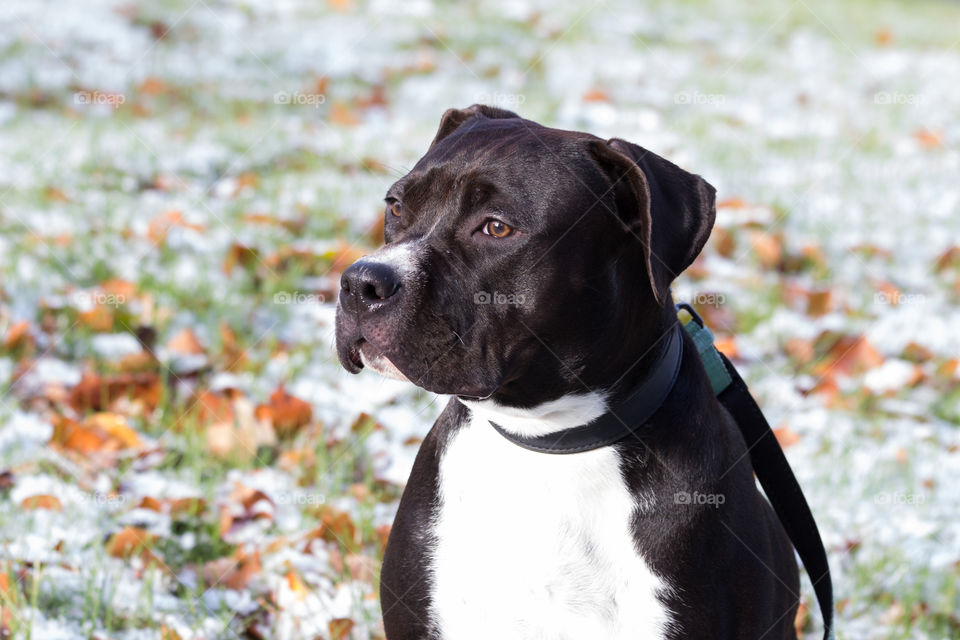 Winter is coming, puppy dog snow in late autumn, första snön hund valp amstaff 