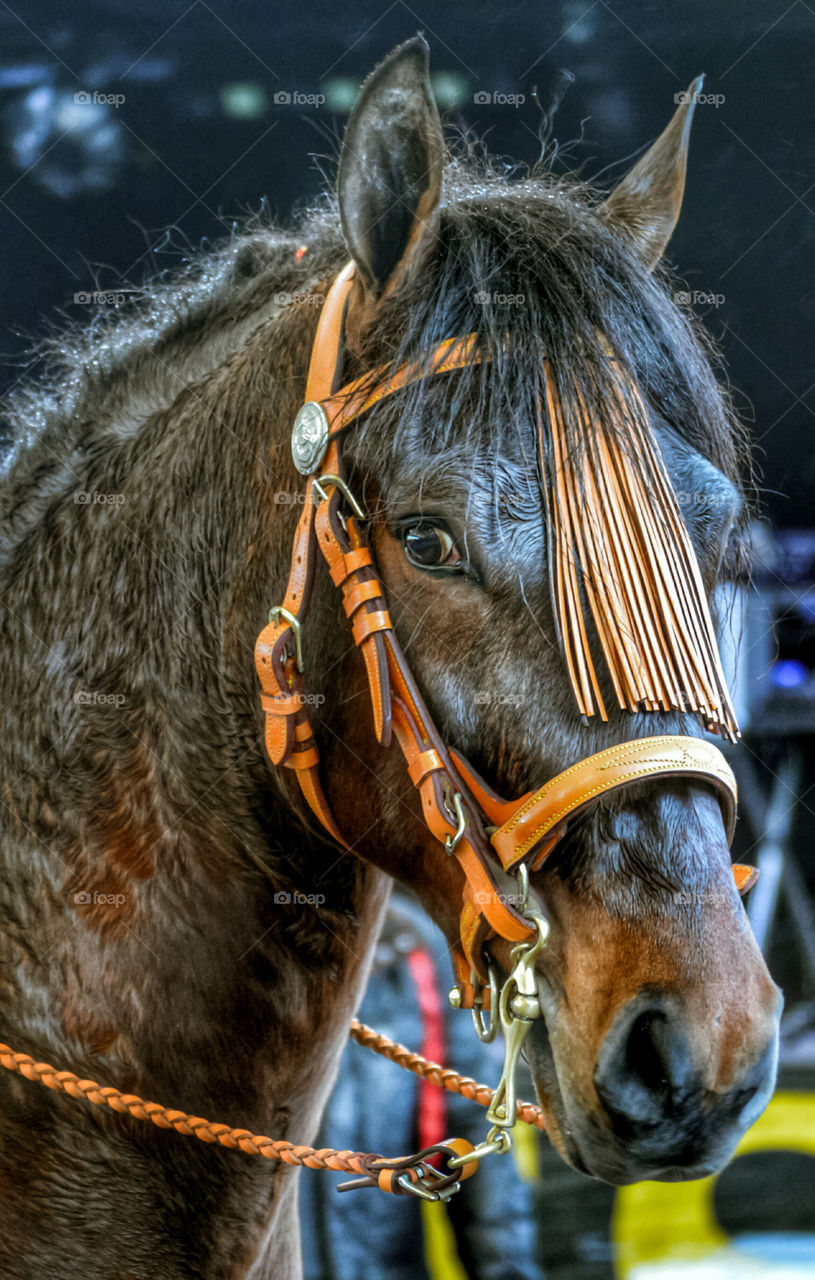 Portrait of horse with headgear