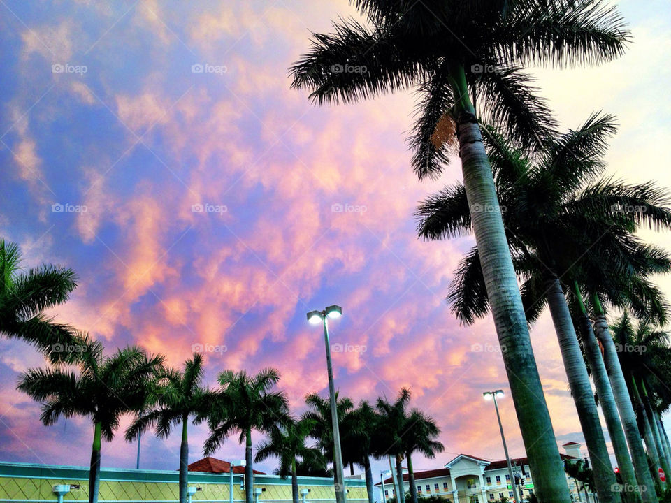 Shopping plaza with palm trees at sunset