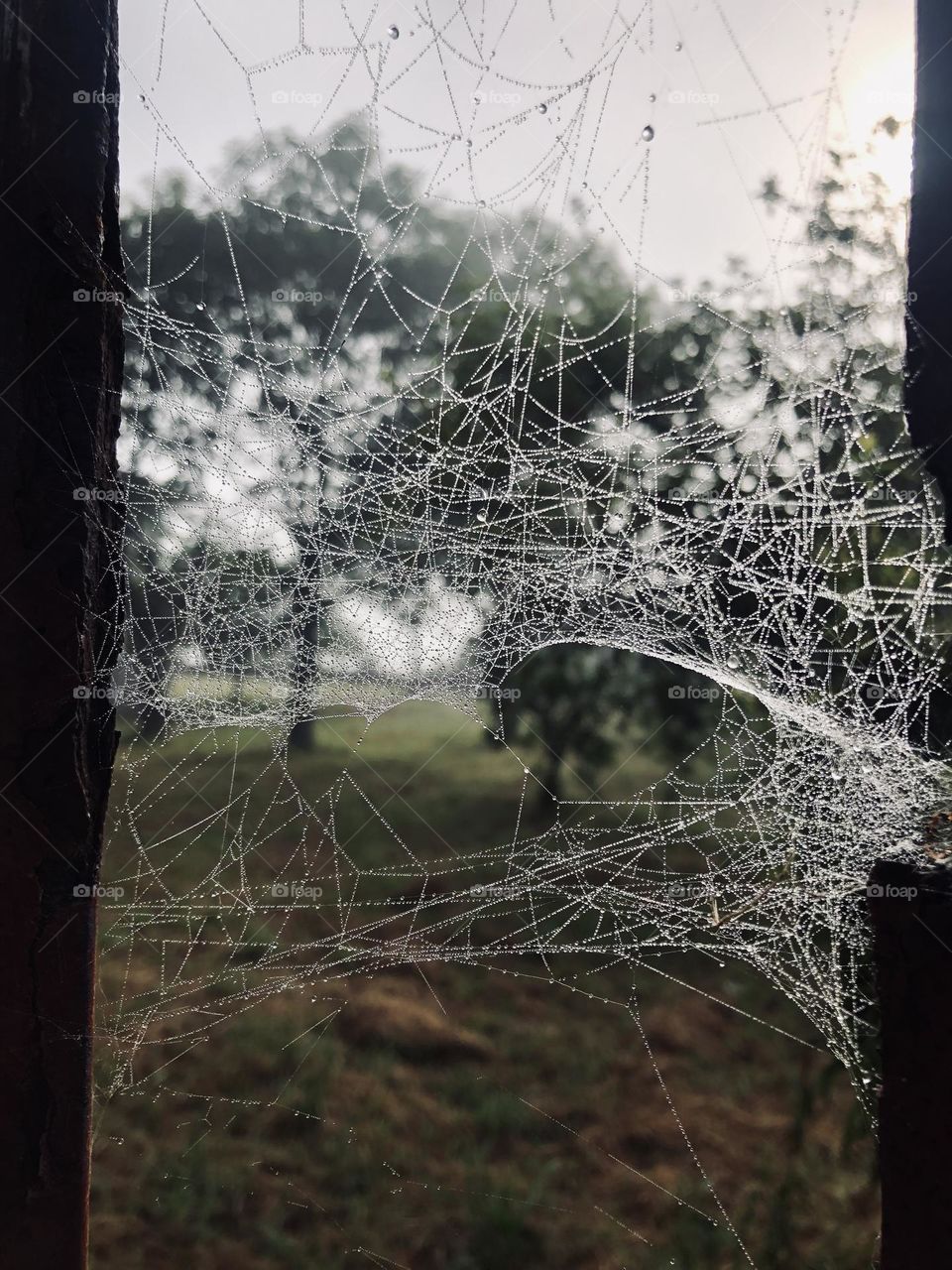 Lonely Web 🕷