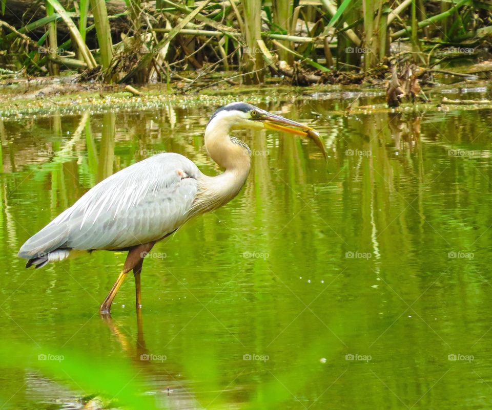 Breakfast Heron Style