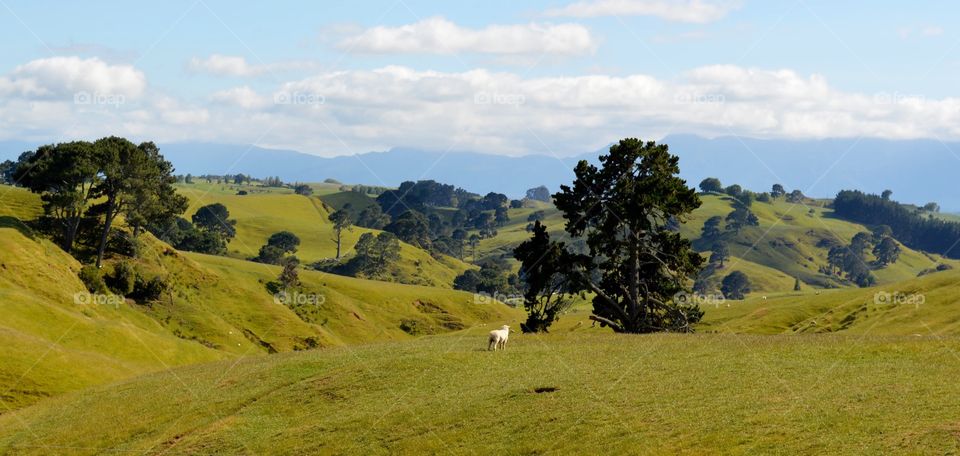 The Shire of Northern New Zealand
