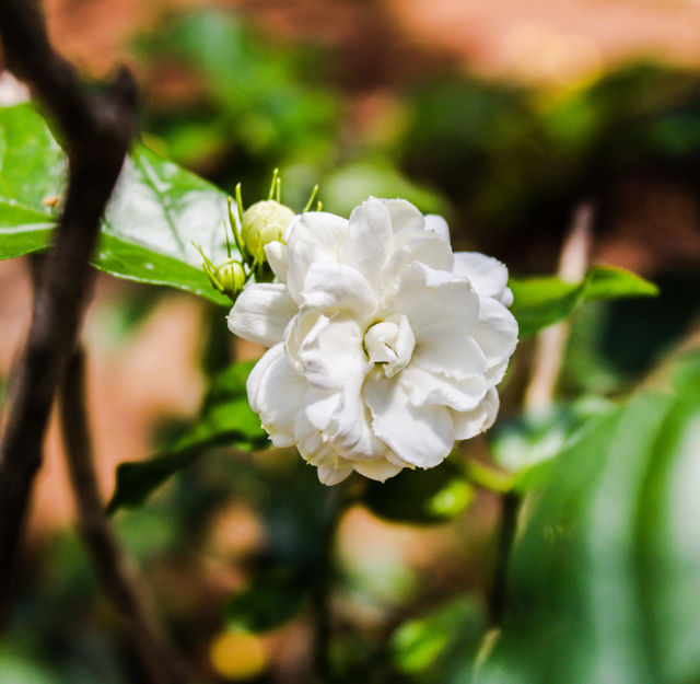 Jasmine