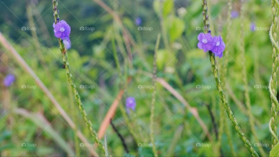 wild small flower