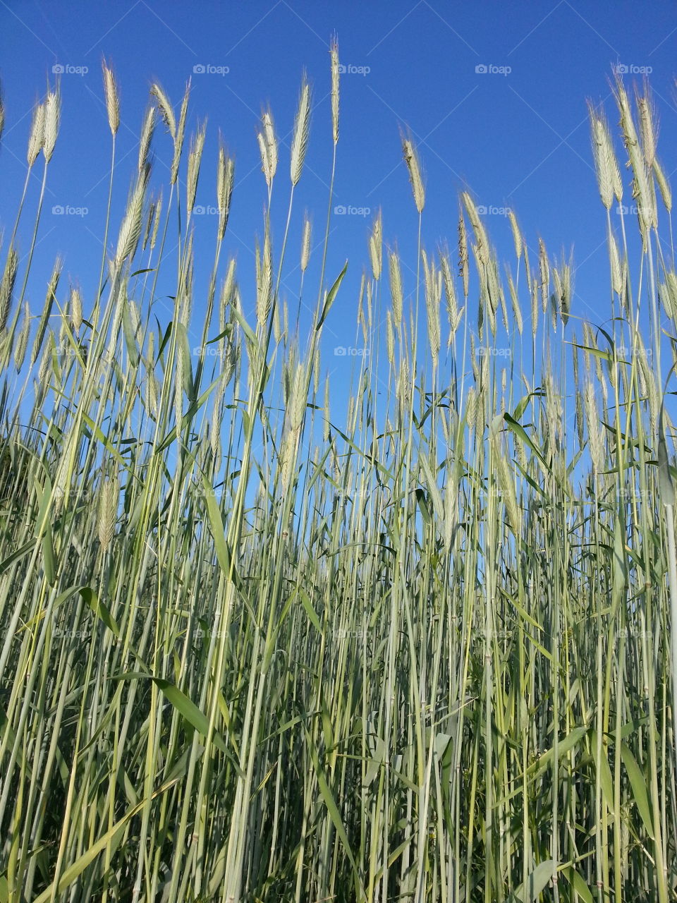 Cereal field