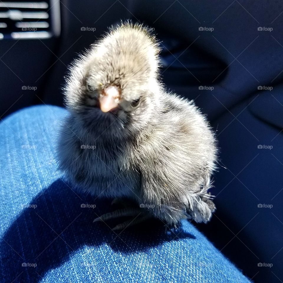 Newborn banty polish chick
