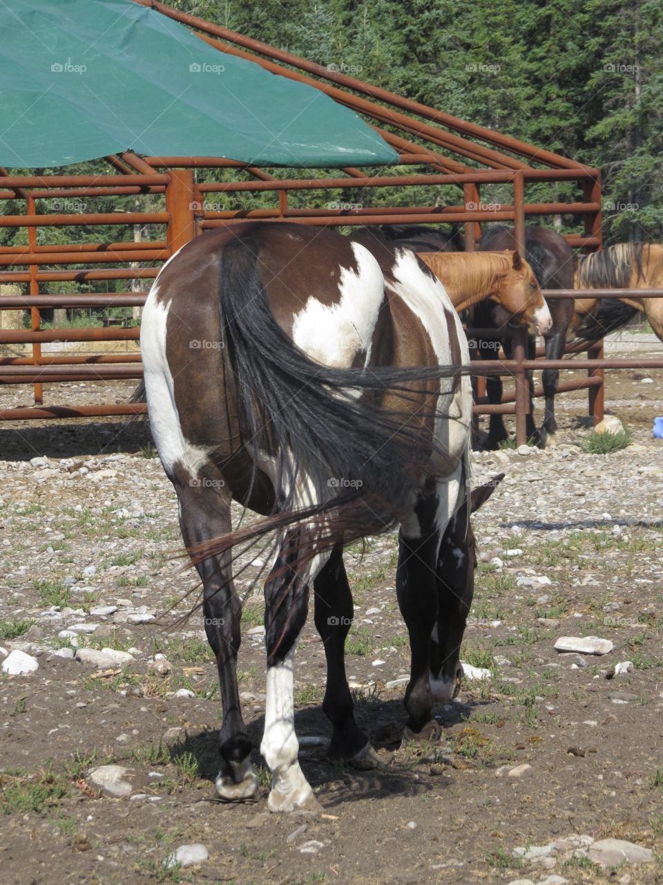 Horse butt