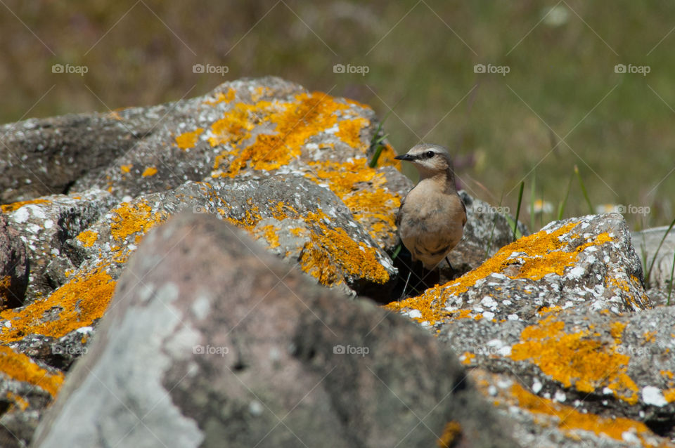 A bird looking for food among some rocks.