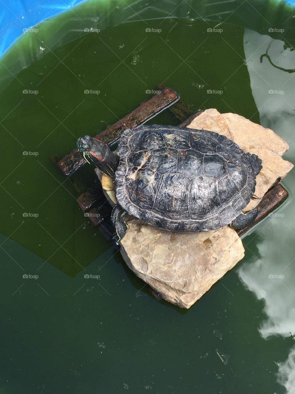 turtle on rocks