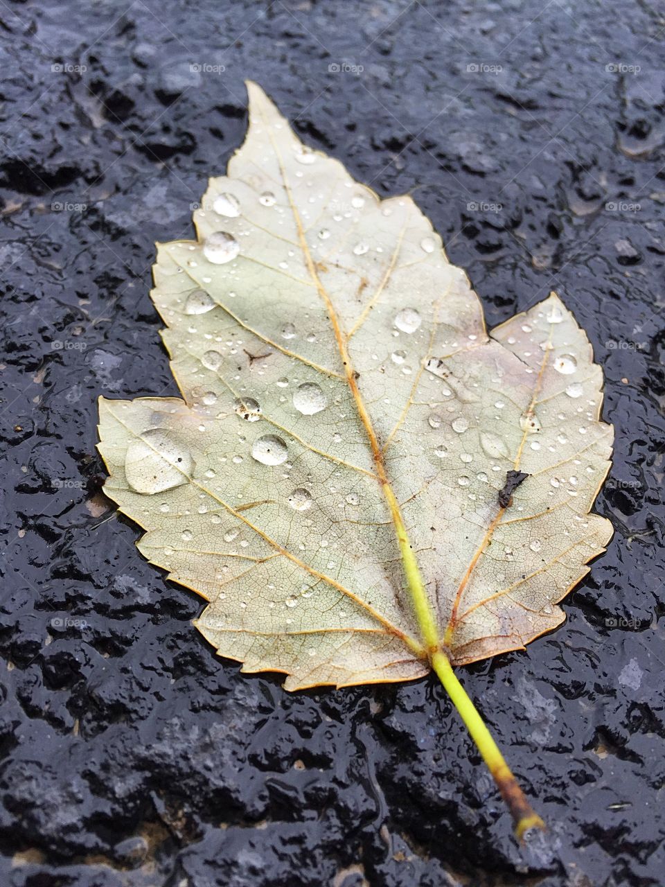 Beautiful water droplets collected on the back of a fallen leaf.