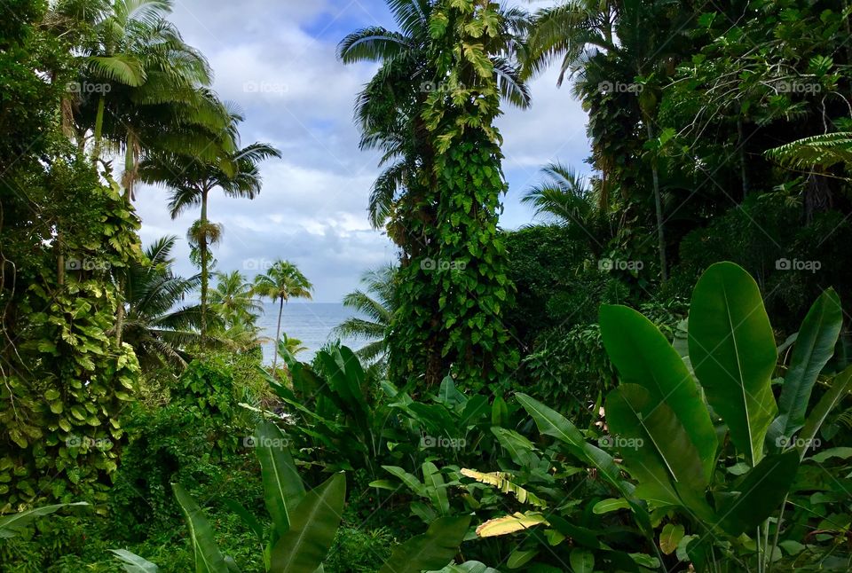 Ocean view at Hawaii Tropical Botanical Garden