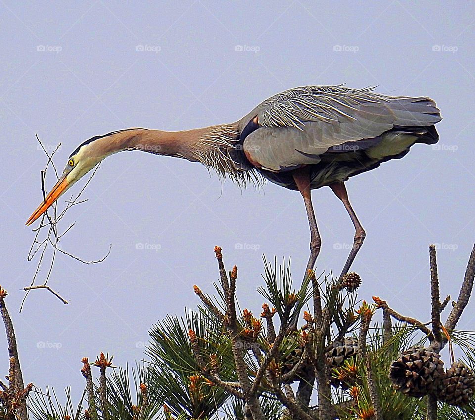 Great Blue Heron