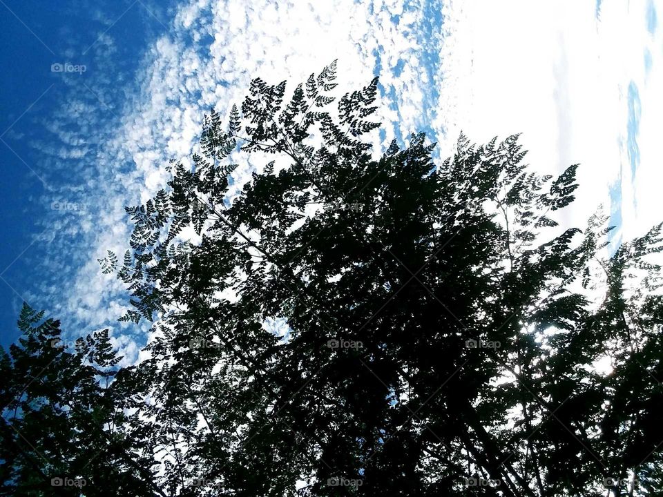 BLUE SKIES ABOVE , GREEN TREES BELOW. WHITE IN THE MIX .
A COLOFULL ARRAY A BLITZ .
SUCH CALM AND SERENITY THERE OF.
SILHOUETTES OF LEAVES , BRING
THIS ALL TO SEE.