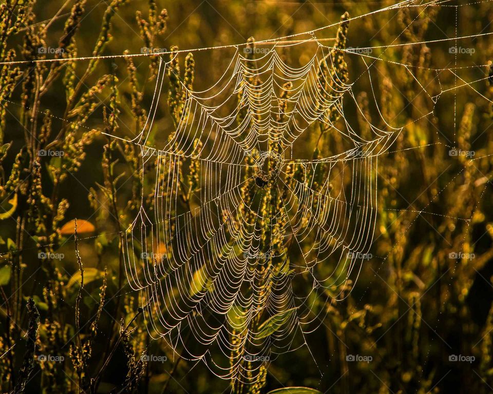 spider webs in the morning sunshine