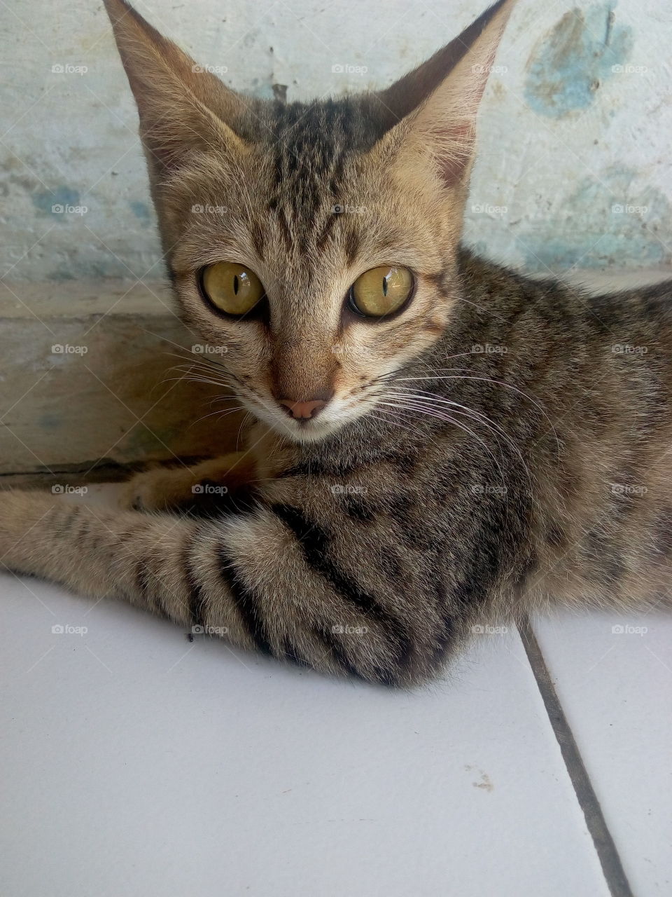 My catty2