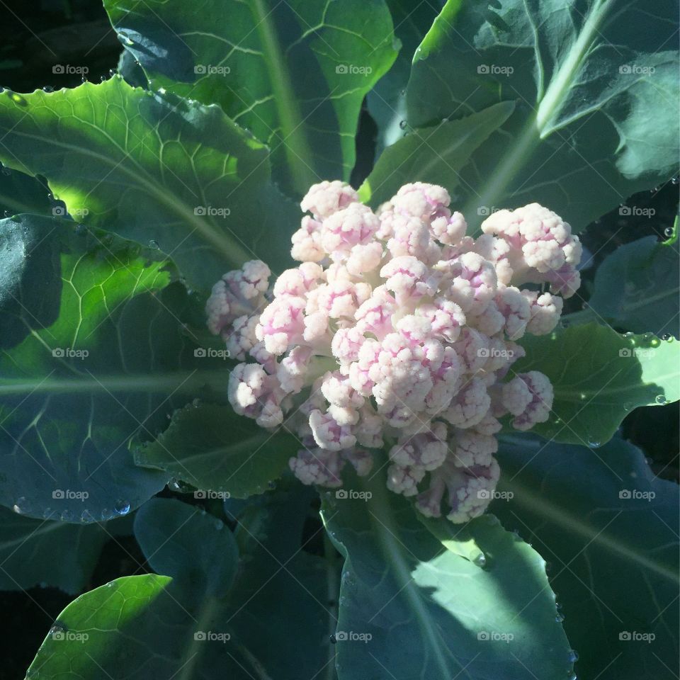 Growing Cauliflower