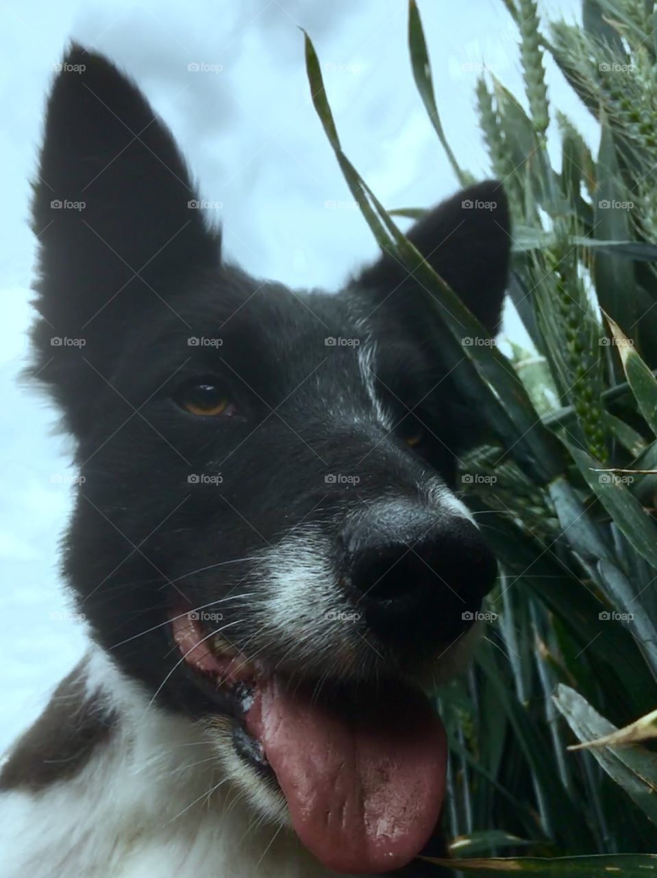 Collie takes a breather in the wheat cry