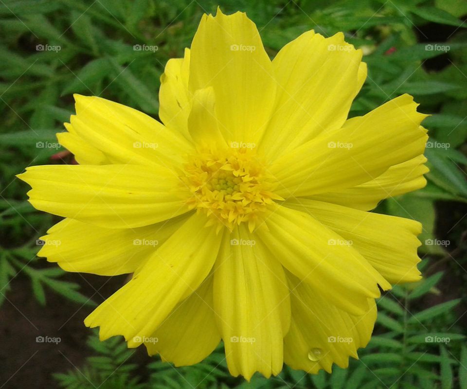 everything is yellow center or out side flower