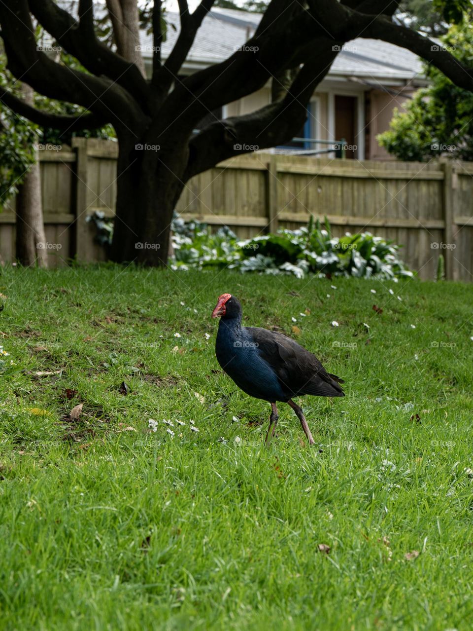 New Zealand native bird
