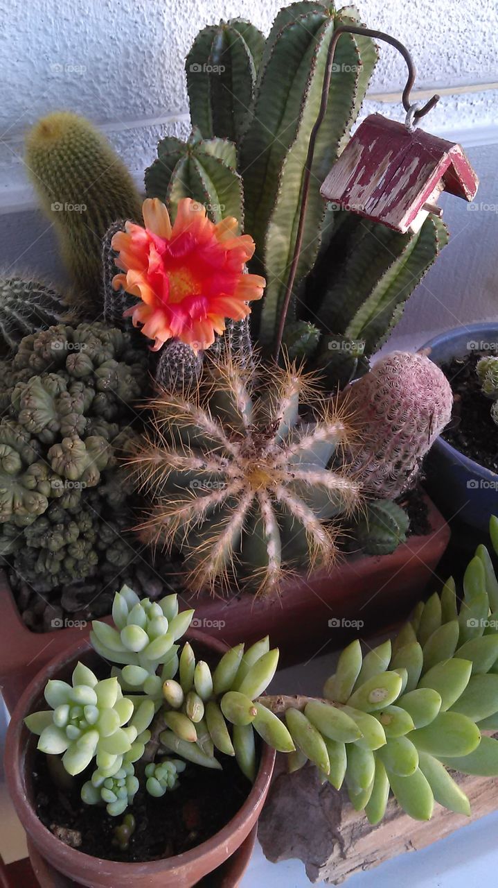 Cactus rose. A friends house