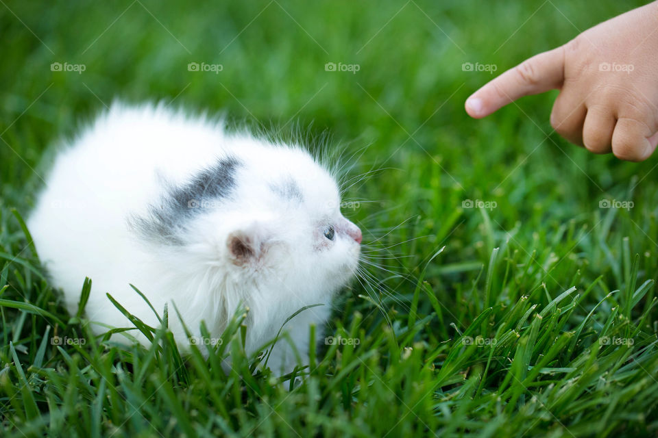 Little cat on grassy field