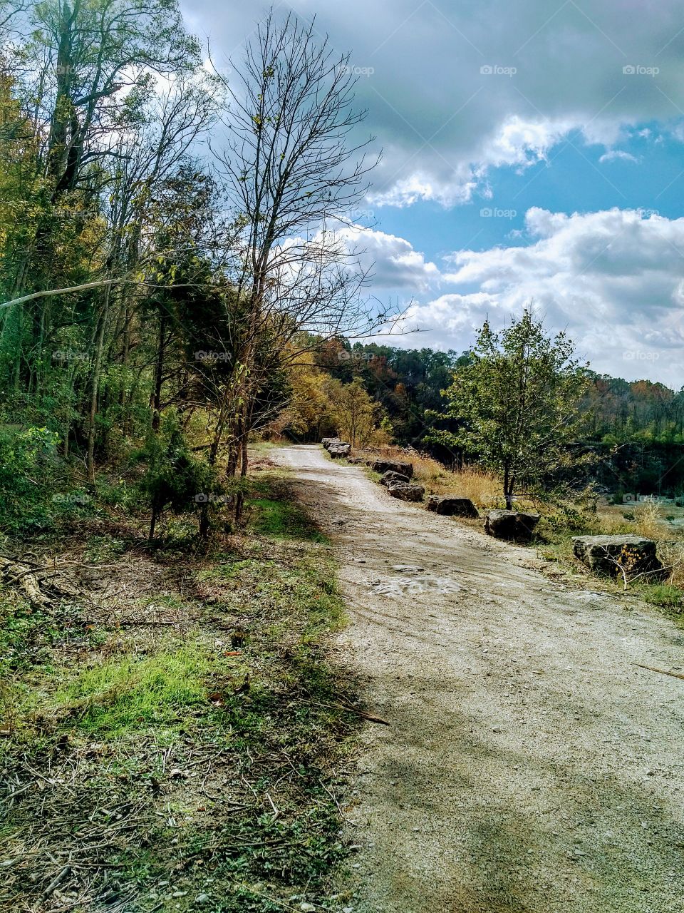 a walk into the woods