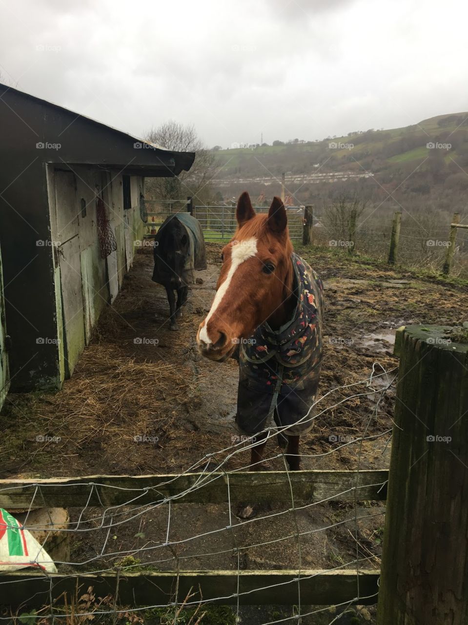 Rainy days on the farm- even the horses sported their rain coat to keep them warm during the winter rain. 