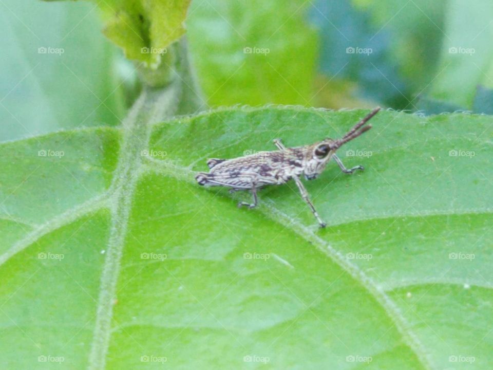 Baby grasshopper