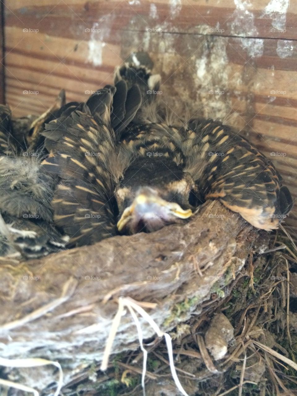 Robins in a nest