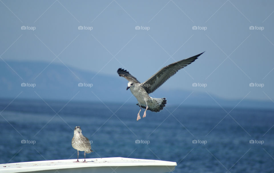 bird sea animals bluesky by lgt41