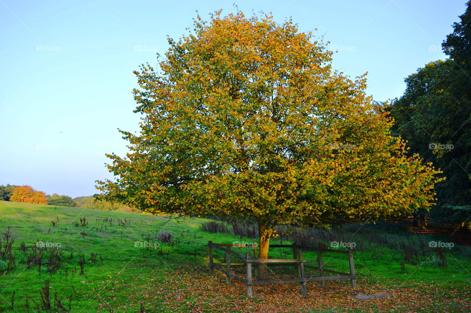 Apple trees during autumn