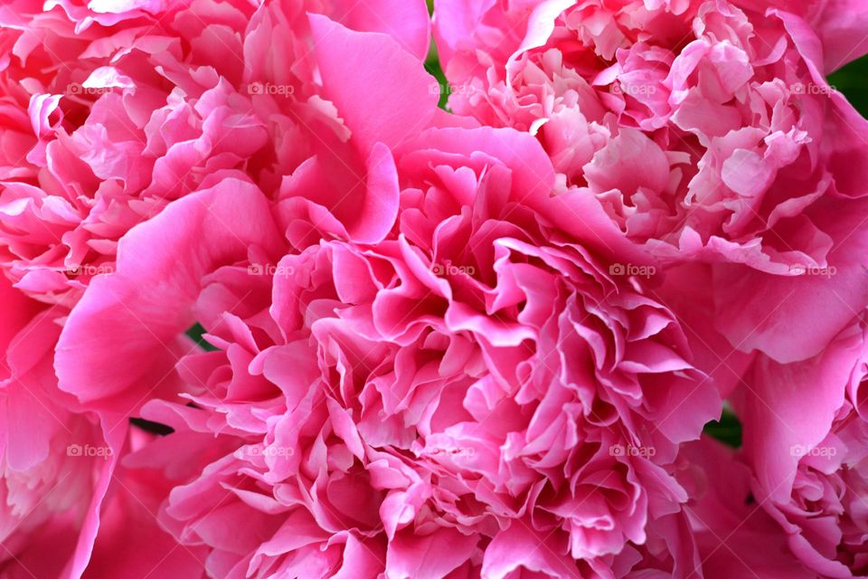 magenta colour petals flowers beautiful background close up