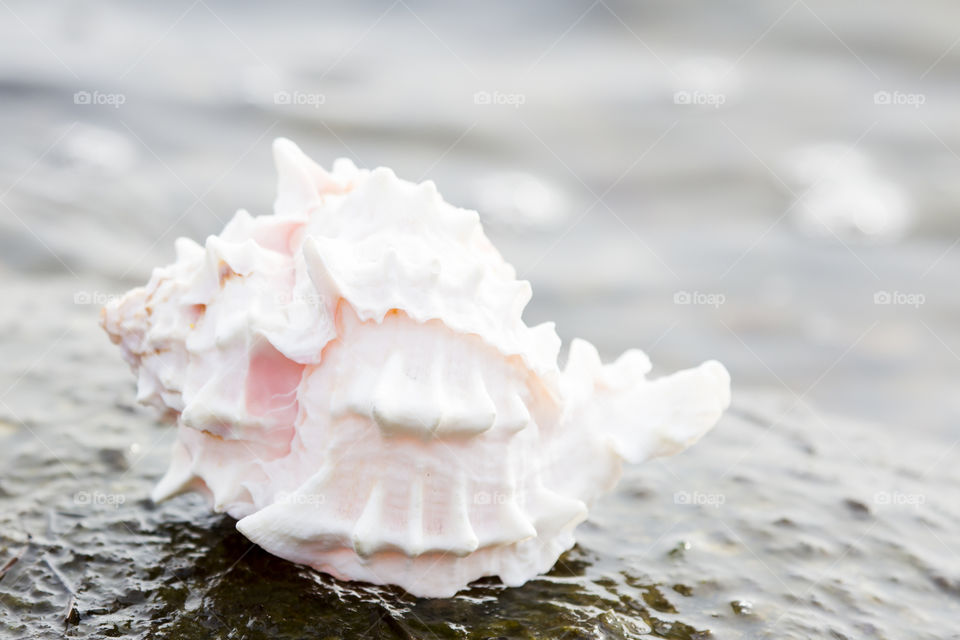 Close-up of conch on the rock