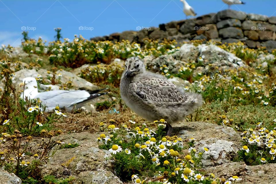 Close up on an Herring Gull resting among the rocks and wild chamomile of the Island of Groix