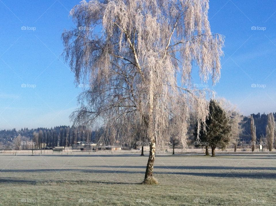 Frost covered tree