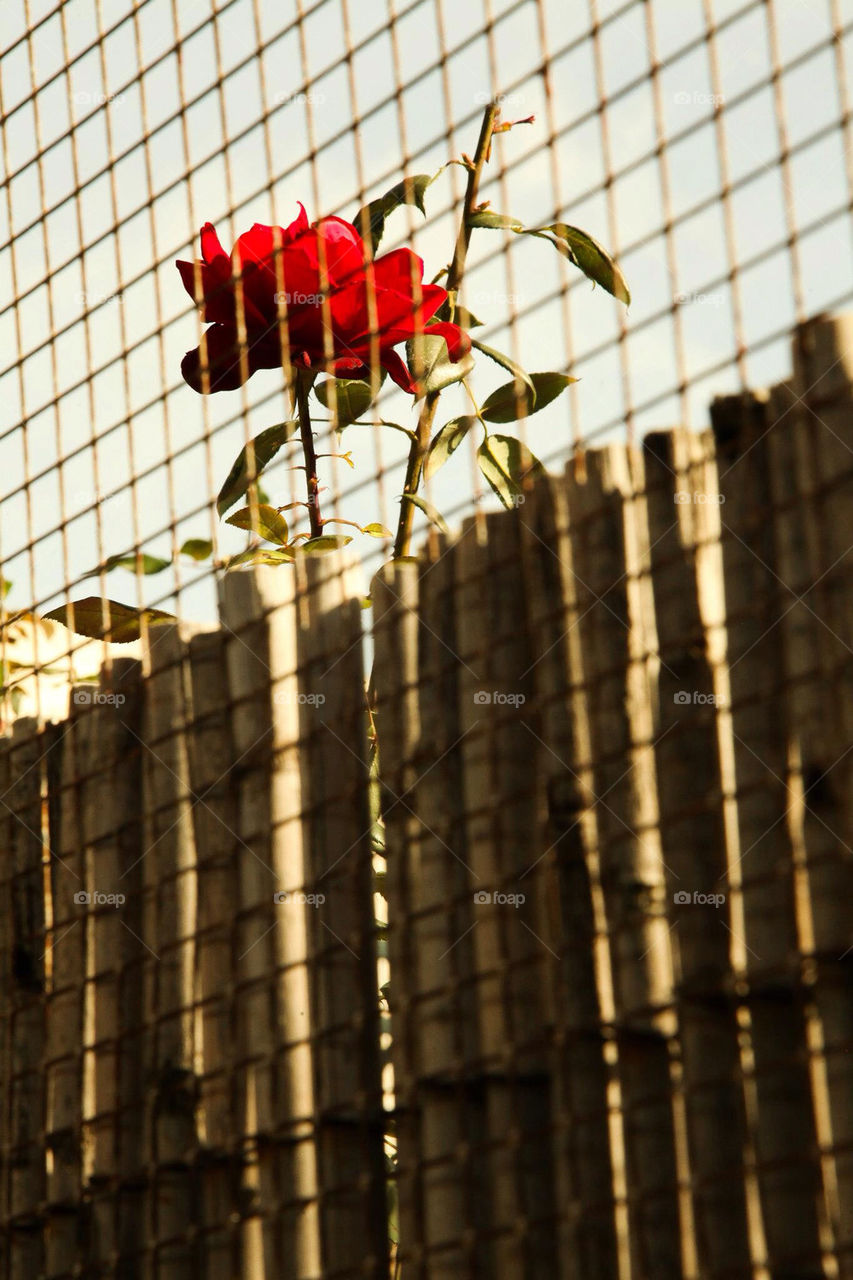 flowers flower dark fence by Sheldonsteere