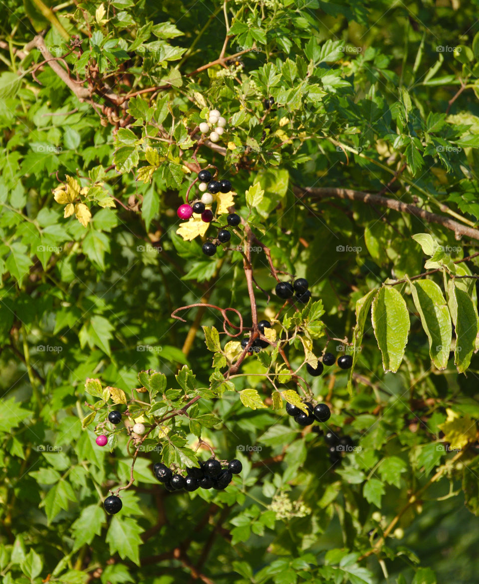 Pepper Vine Berries in Various Stages of Ripening