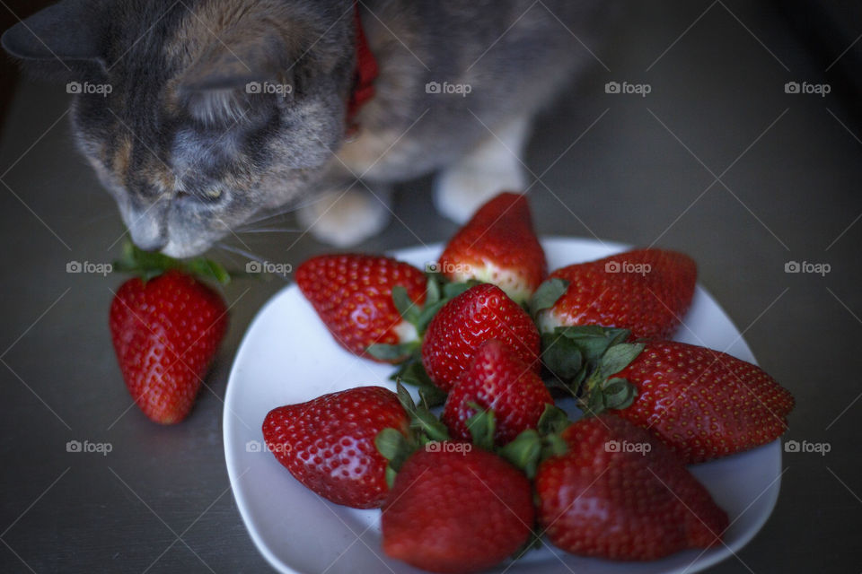 Cat dtealing a strawberry
