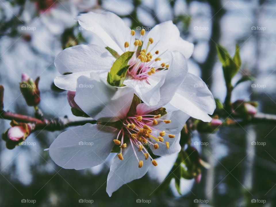 Spring blossom 