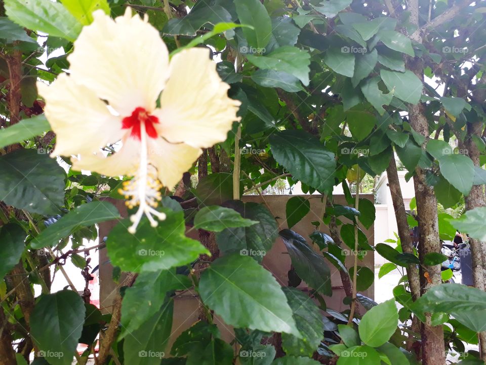 white hibiscus tree