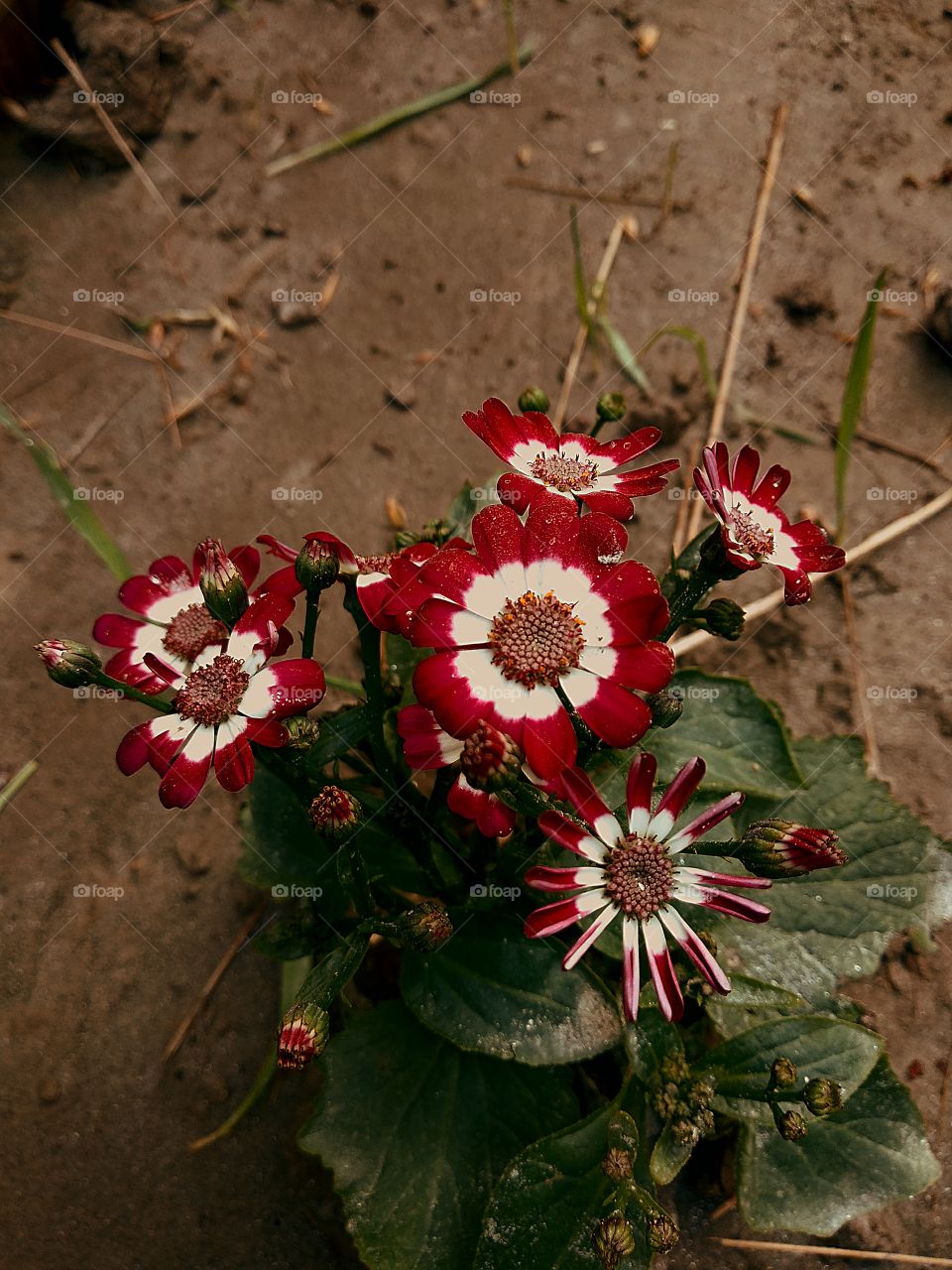 Beautiful flower