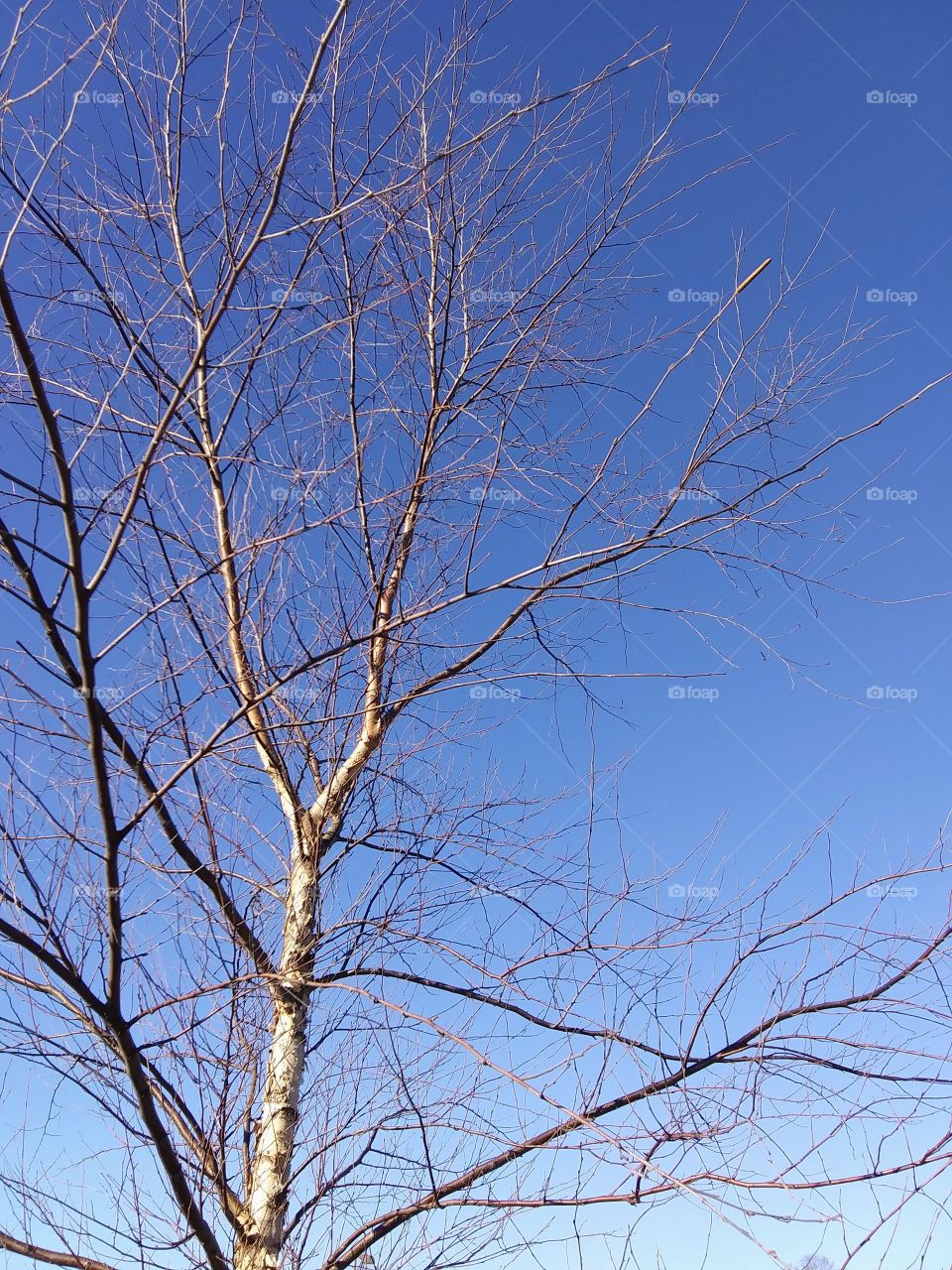 young tree in winter