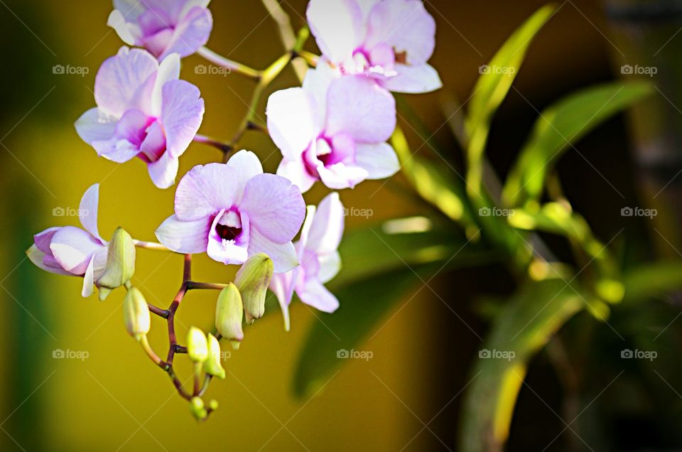Orquídeas -
Lélia Púrpura (Laelia Purpurata) ou  Cattleya purpurata
