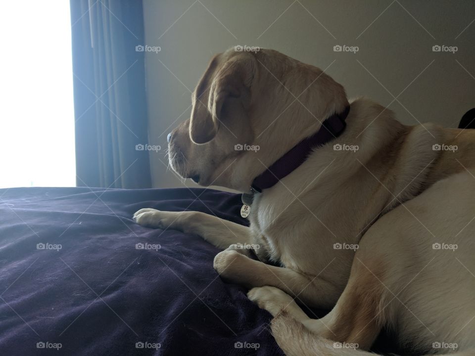 Alert Dog at Hotel