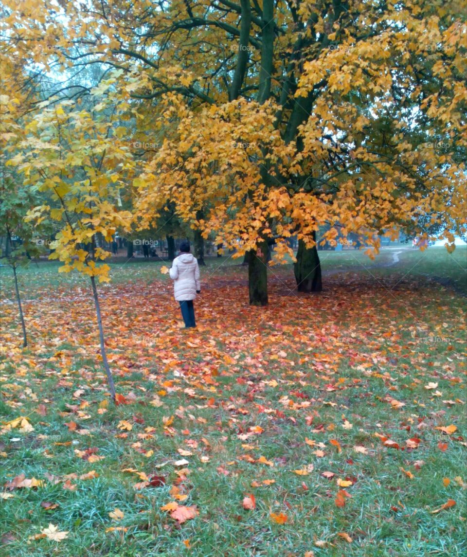 Fall, Leaf, Tree, Park, Maple