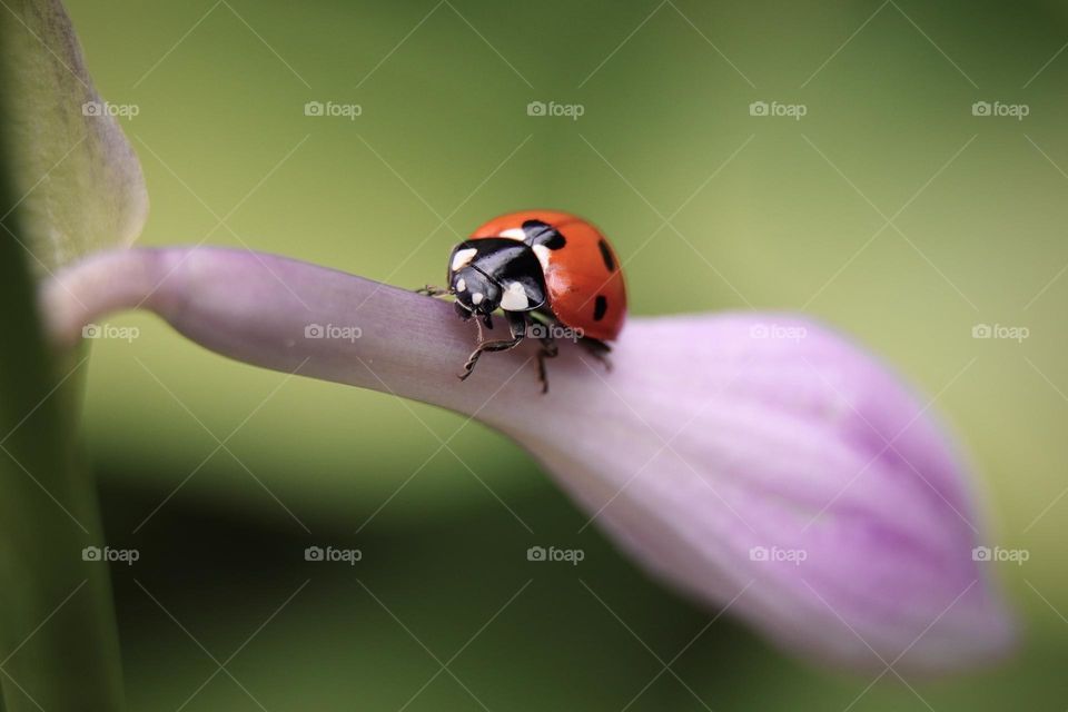 ladybug on flower