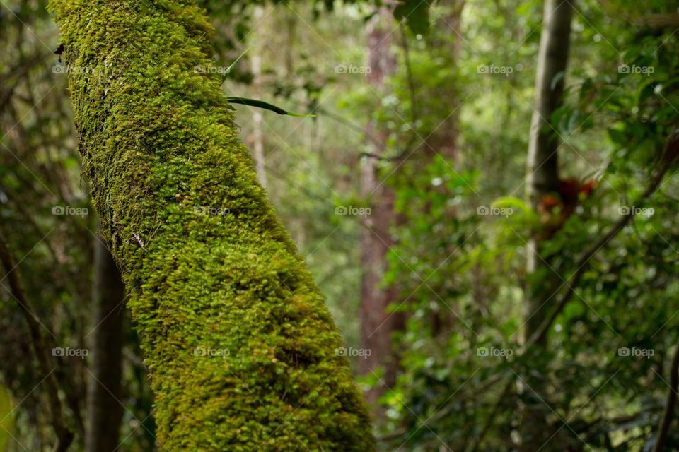 Mossy Tree