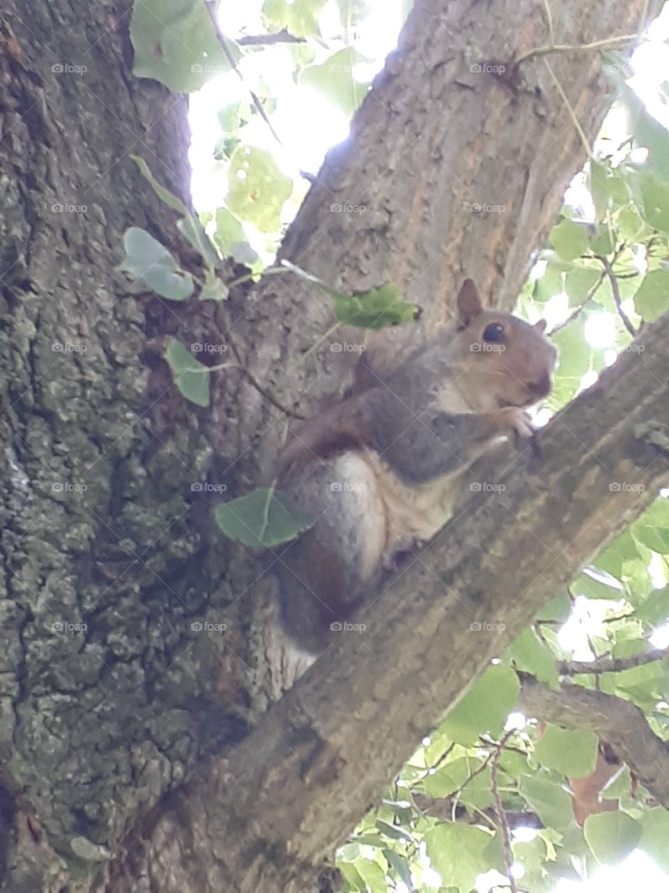 Squirrel In A Tree